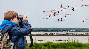 Go on a bird watching adventure