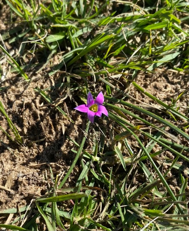 7 worst lawn weeds in Australia