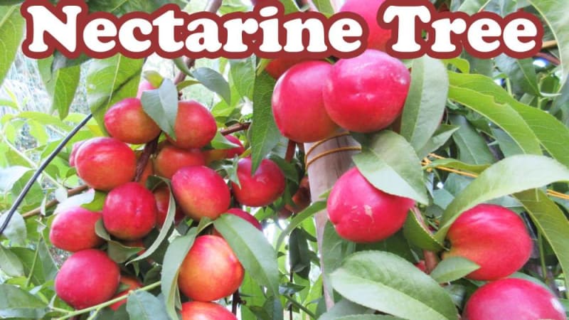 Nectarines