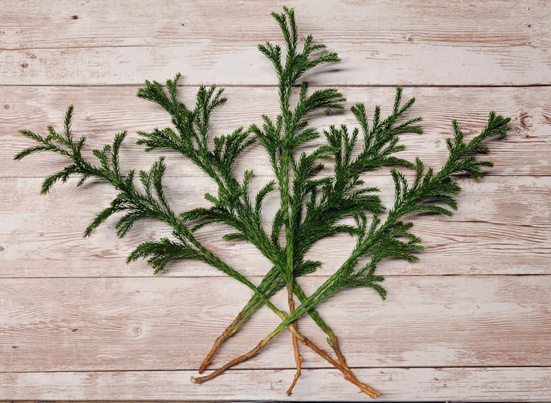 Princess Pine Clubmoss for Terrarium, Vivarium, Fairy Garden, Shade Plants