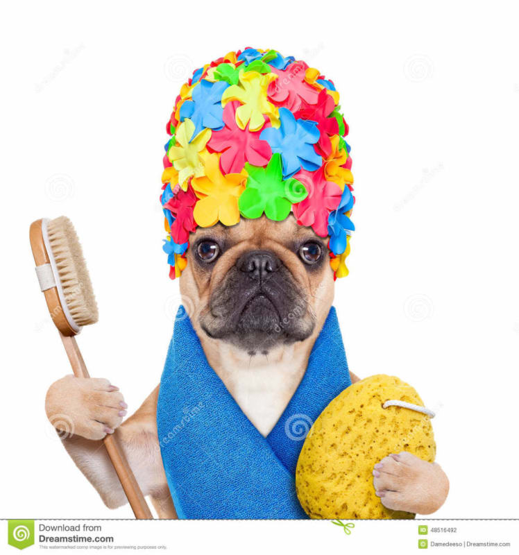 Sponge and scrub brush