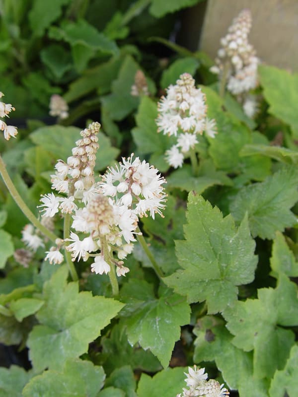 Tiarella cordifolia (Foamflower)