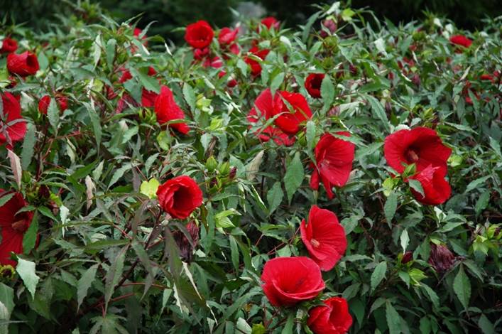 Perennial Hibiscus