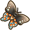 Pipevine Swallowtail Butterfly