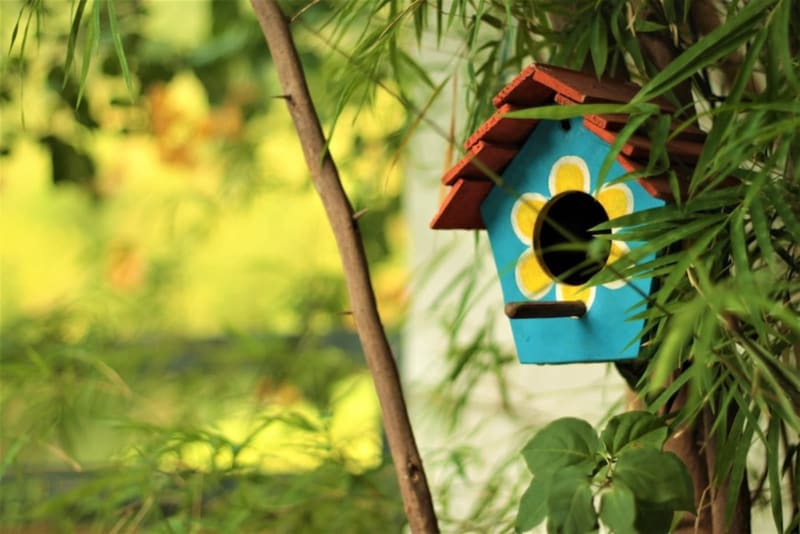 Best bird house kits
