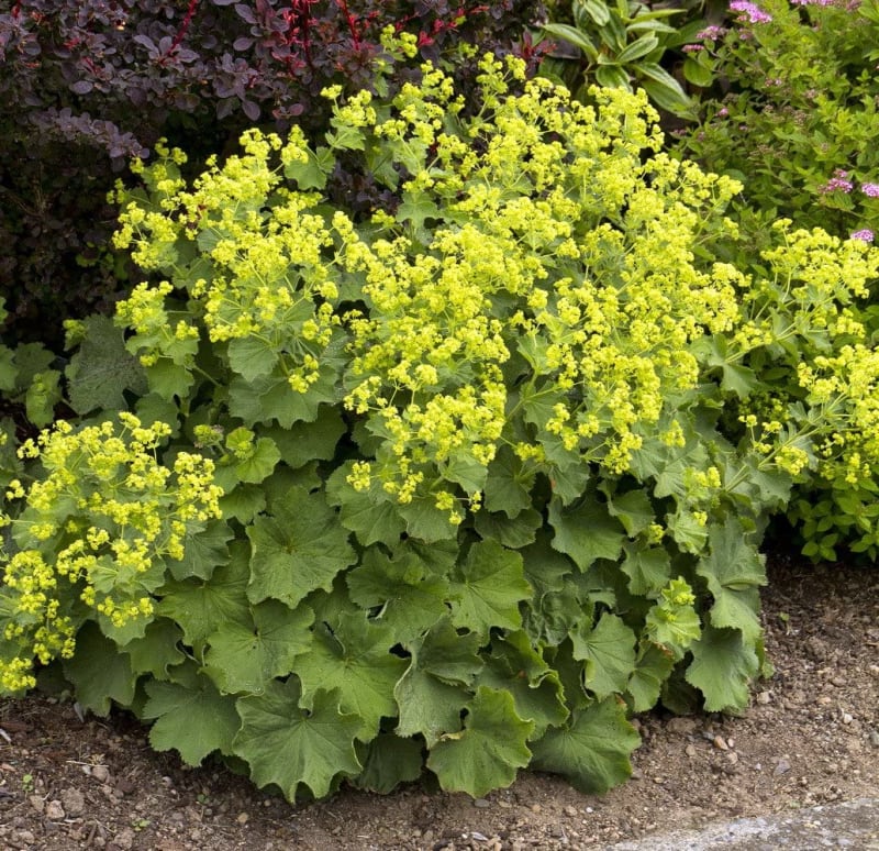 Alchemilla (Lady's mantle)
