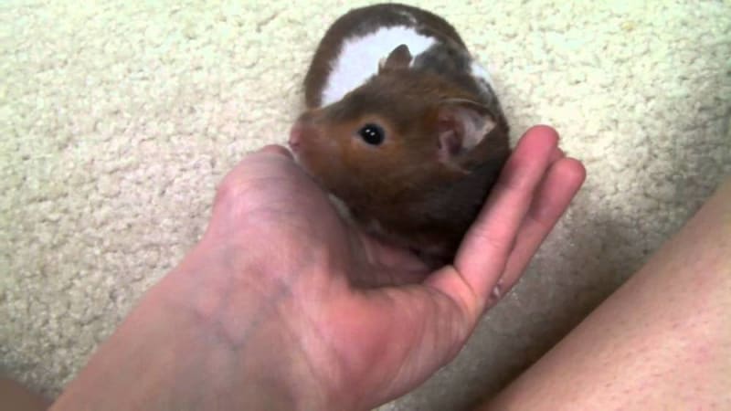 Hamster