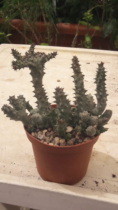Huernia Macrocarpa Forma Cristata