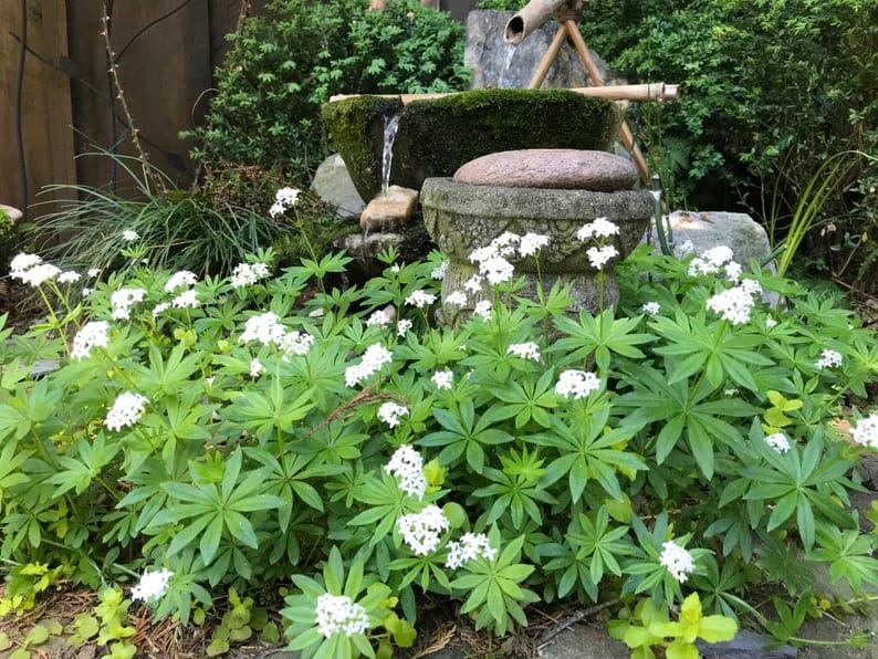 Sweet Woodruff Live Plants