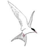 Arctic Tern