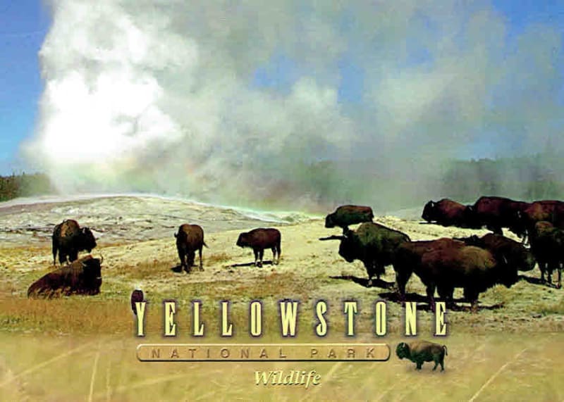 Yellowstone Bison Herd