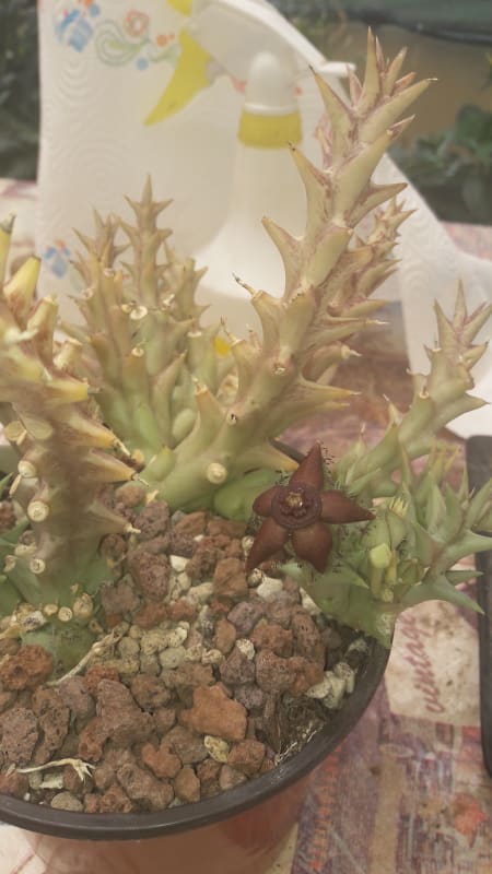 Orbea Semota ssp. Orientalis