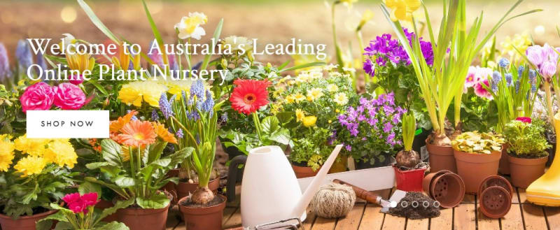 Online Plants