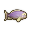 Eyestripe Surgeon Fish