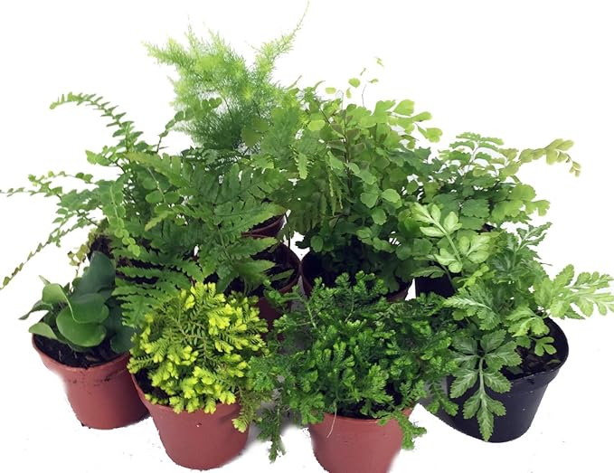 Miniature Ferns