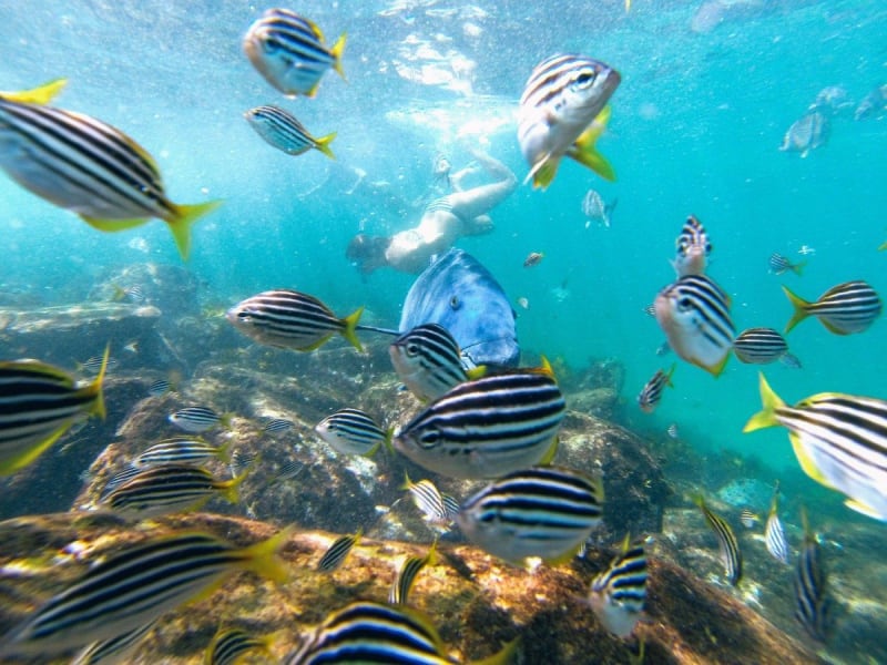 Snorkeling at Cabbage Tree Bay in Manly
