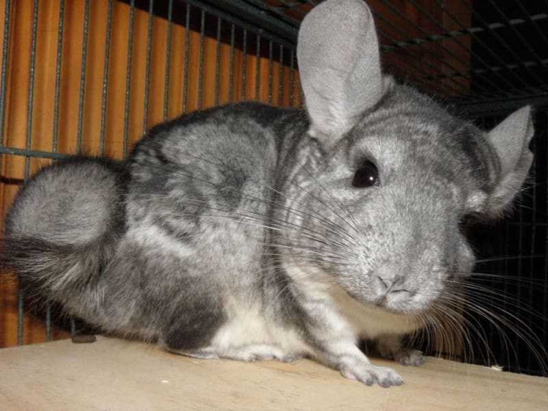 Chinchilla