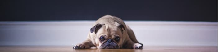 Stuff you need when you are getting a dog