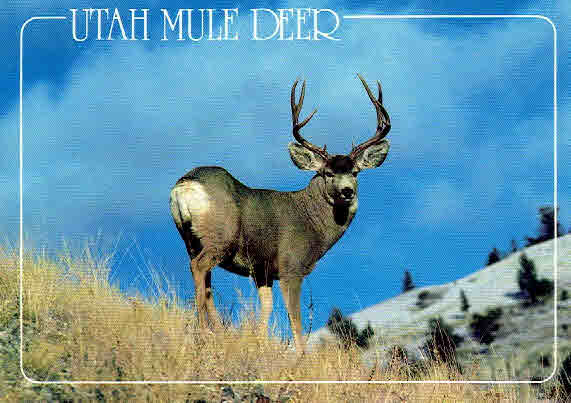 Utah Mule Deer