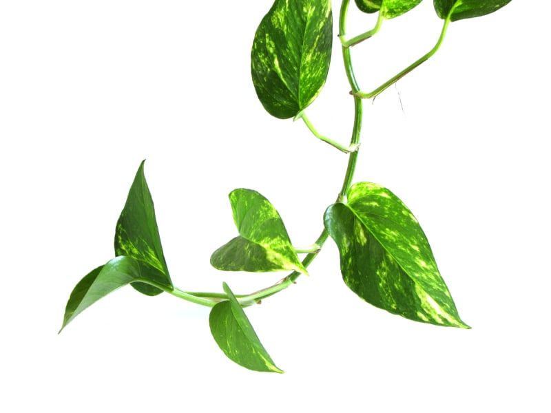 Golden Pothos (Epipremnum aureum)