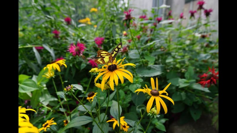 Aveda Butterfly Garden Minnesota Zoo