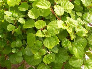 Swedish Ivy (Plectranthus australis)