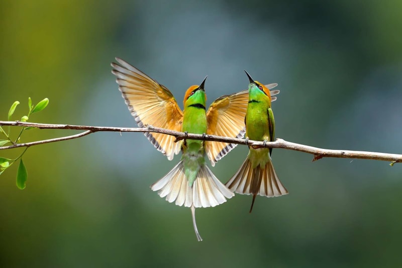 Every Type of Bird! (Bird Orders)
