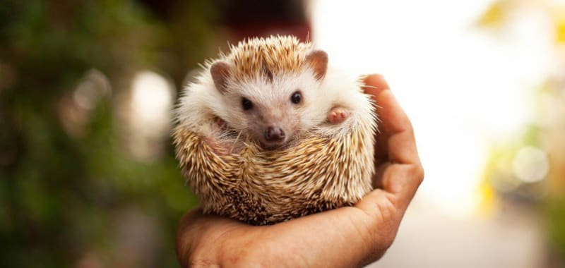 Hedgehog