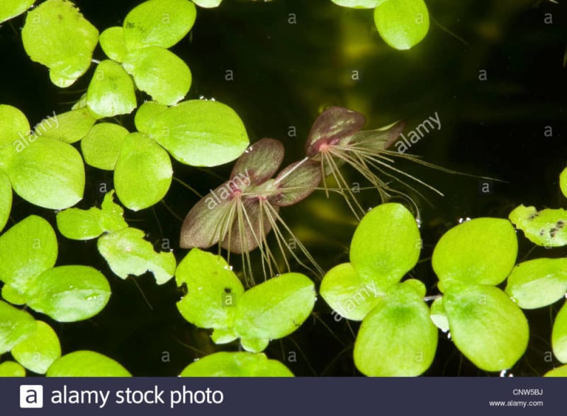 Giant duckweed
