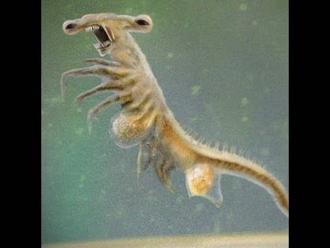 Sea Monkeys