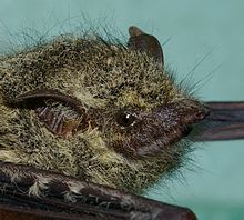 Proboscis bat