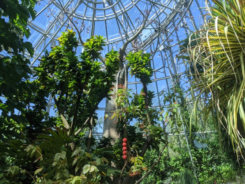 Cockrell Butterfly Center & Insect Zoo (Houston Museum of Natural Science)