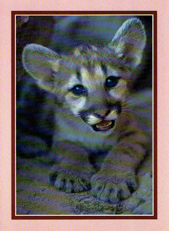 Baby Cougar