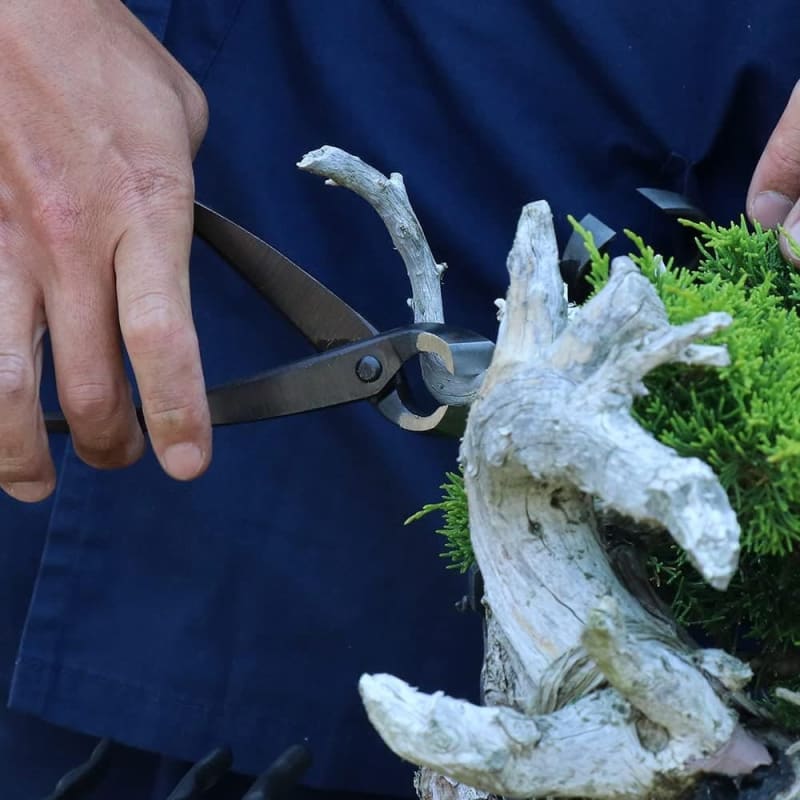 Best Bonsai Tree Cutting Tool Sets
