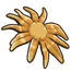 Sunflower Sea Star