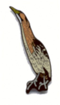 Bittern 2