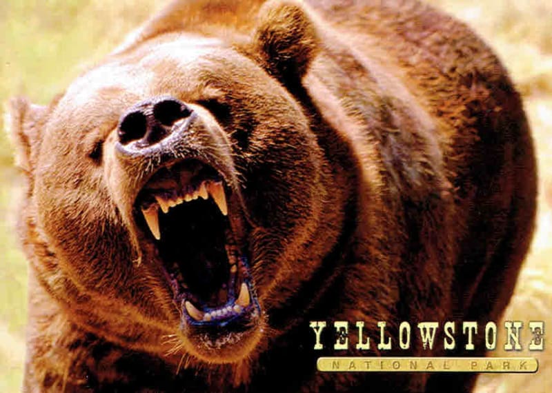 Yellowstone Grizzly Bear Roaring