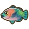 Parrotfish