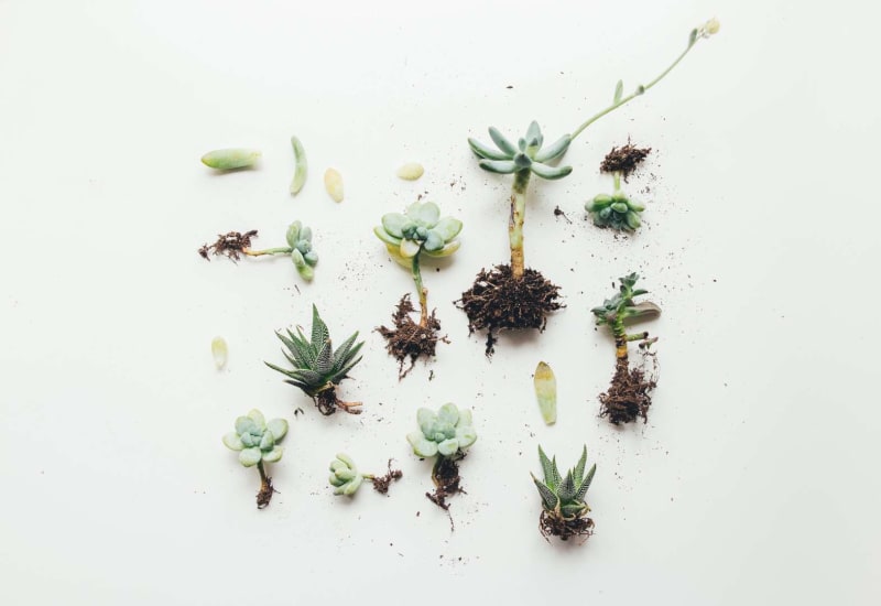 Best gifts for plant lovers