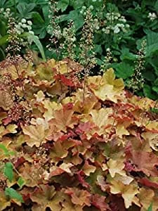 Heuchera v. 'Caramel' (Coral Bells) Perennial