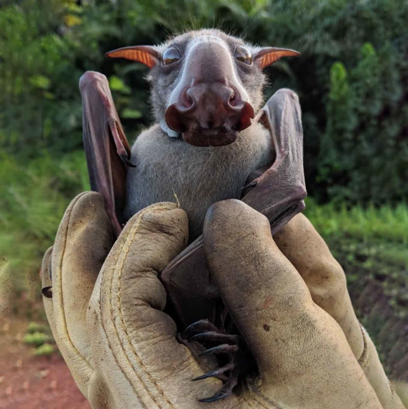Hammer-headed bat