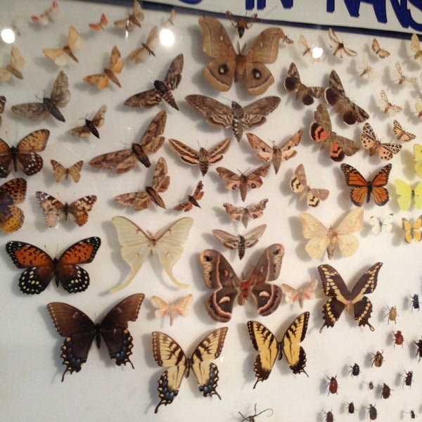 Butterfly Conservatory and Insect Zoo