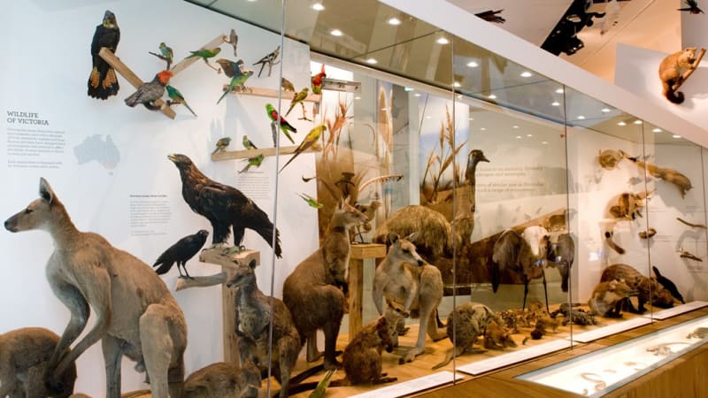 Visit the Melbourne Museum for a special exhibition