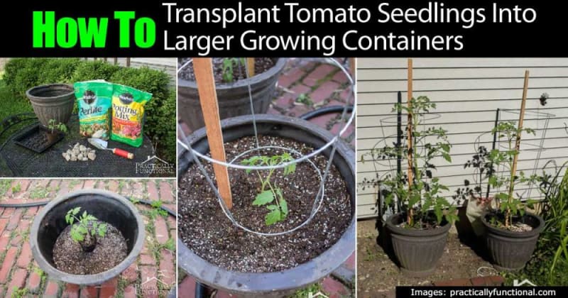 Move saplings to bigger pots