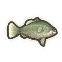 マーレーコッド