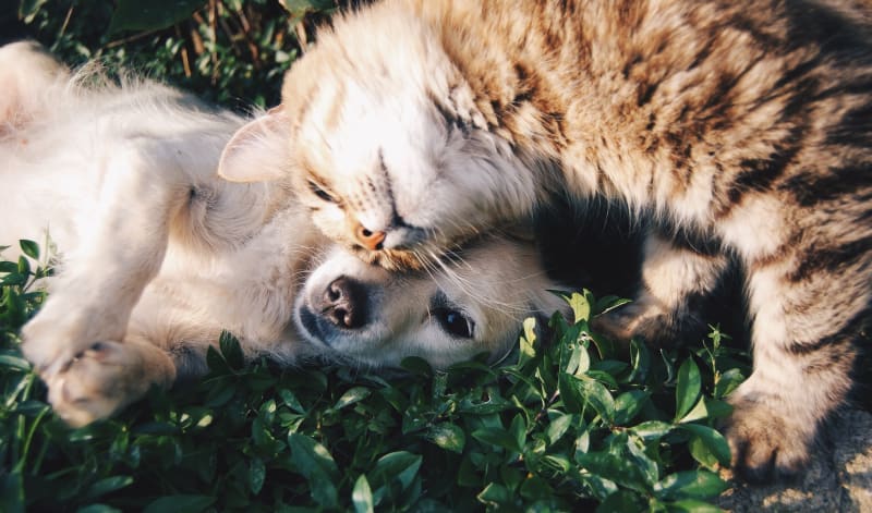 The Best House Pets (50+ Options For Every Family)