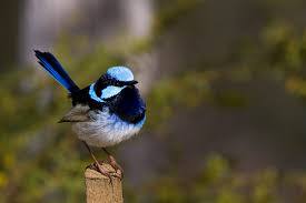 Superb Fairy-wren