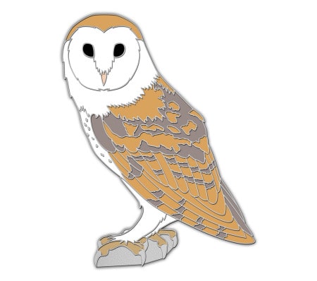 Barn Owl 2