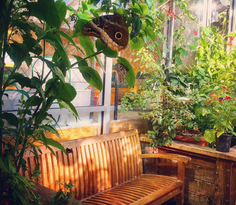 Butterfly Garden, Museum of Science, Boston