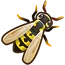 Wasp
